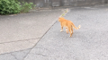 陽射し と 猫ちゃん