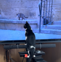 ネコダカラ