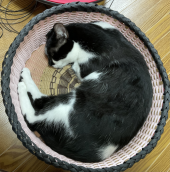 ネコダカラ 画像2