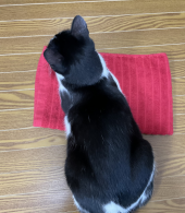 ネコダカラ 画像3