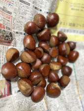 栗 画像1