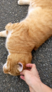 猫ちゃんゴロゴロ と 草取り