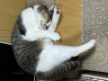 まだ