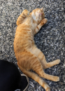 猫ちゃん再び と 兄宅ホームステイ