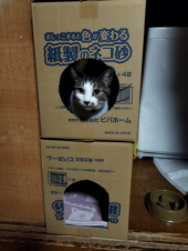 no title 画像3