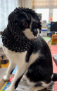 ふるやのもり