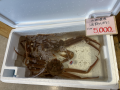 活ズワイガニ