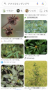 FCピクニック と 境界線草刈り