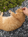川越 と 猫ちゃん