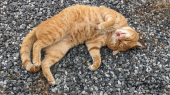 川越 と 猫ちゃん 画像2