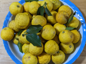 植木屋さん と ツルヤ＆けやき 画像1