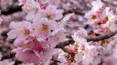春めき桜 画像1