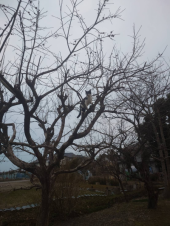 おてんば 画像1