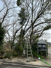 遂にモミの木を切る 画像1