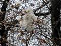 桜の花が咲く頃♪