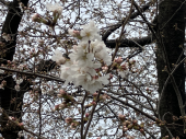 桜の花が咲く頃♪ 画像1
