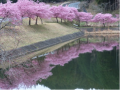 花見ドライブ