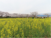 花見ドライブ 画像3