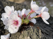 250405　花見散歩 画像1
