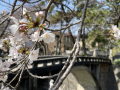250405　花見散歩