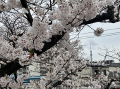 未来♪ 画像1