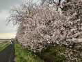 桜の道♪