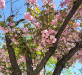どうしてますか 画像1