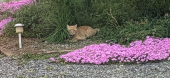 鈴ねこちゃん と コメダ 画像1