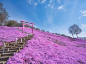 芝桜 画像1