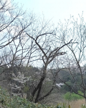 桜…↑ 画像1