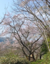 桜…↑