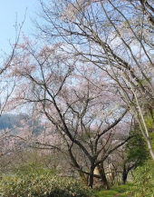 桜…↑ 画像2