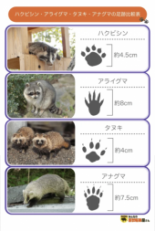 アライグマ？ と ベツレヘムの星 画像2