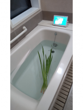 菖蒲湯 画像1