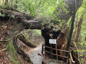 屋久杉 画像1