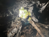 屋久杉 画像2