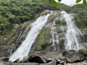 屋久杉 画像3