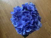 紫陽花 画像1