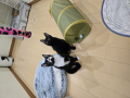 オレオとカカオ