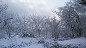 雪だ!!…↓ 画像2