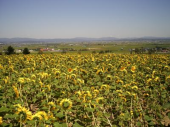月曜／北海道の花畑／晴 画像1