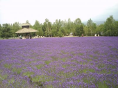 月曜／北海道の花畑／晴 画像2