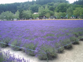 火曜／北海道の花畑／晴 画像2