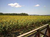 木曜／北海道の花畑／曇 画像3