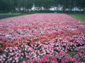 月曜♪花畑でっかい道♪晴 画像2
