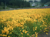 火曜♪花畑でっかい道♪晴のち曇 画像2