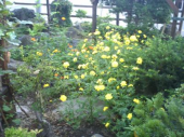 火曜♪花畑でっかい道♪晴のち曇 画像3