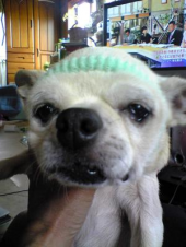 バカボンのパパなのだ。 画像1