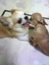 パパ～ 画像3