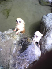 チワワを洗いに温泉に～ 画像3